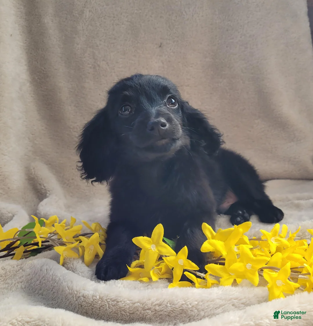 Cavapoo dogs for sale: Georgie - Ad 1