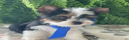 Biewer Terrier dogs for sale: Whisper - Ad 3