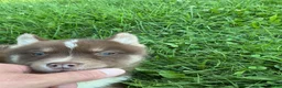 Pomsky dogs for sale: Pomsky 3 - Ad 6