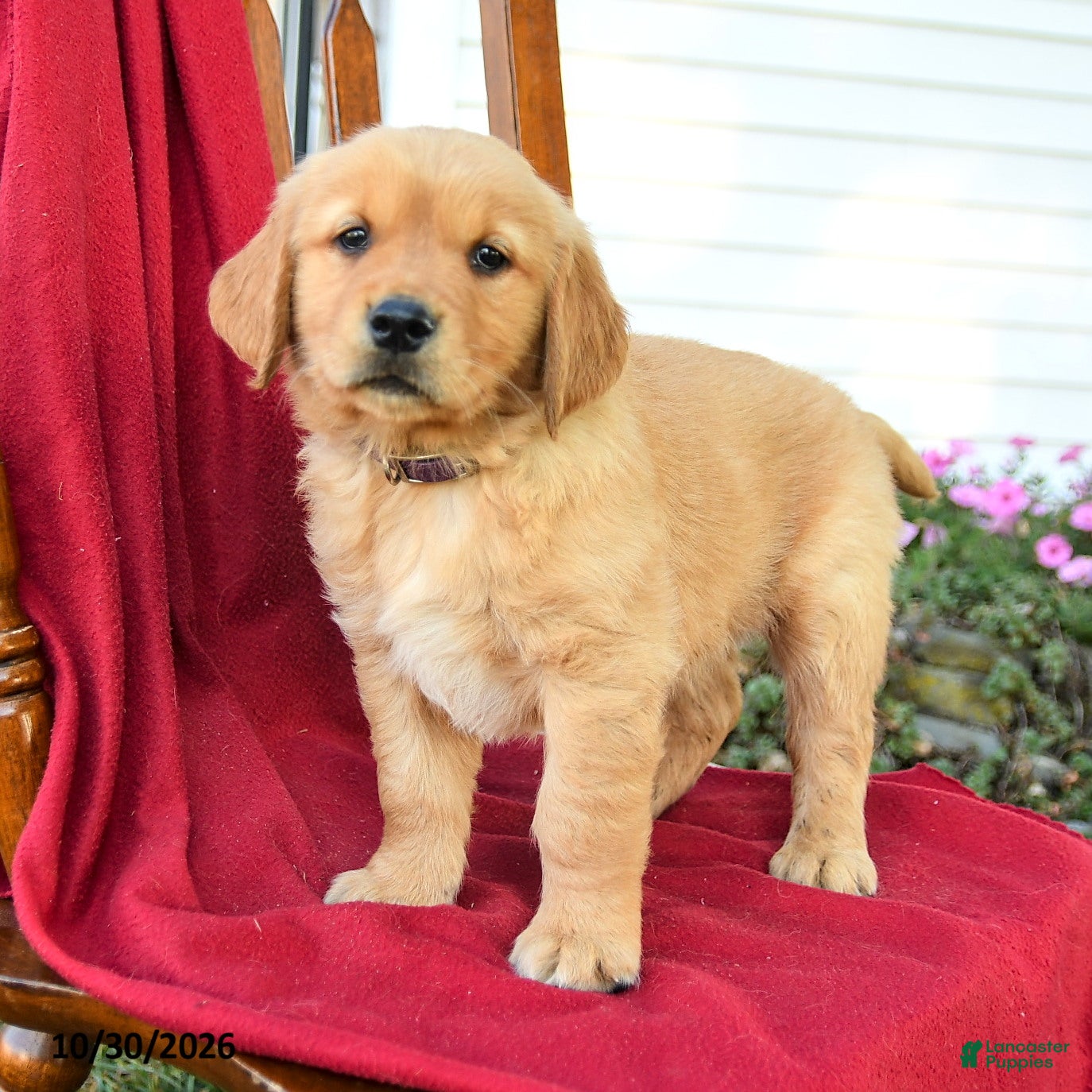 Golden Retriever dogs for sale: Buster - Ad 1