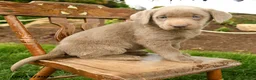 Labrador Retriever dogs for sale: Misty Blue - Ad 3