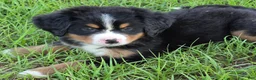 Bernese Mountain Dog dogs for sale: Heidi  - Ad 5