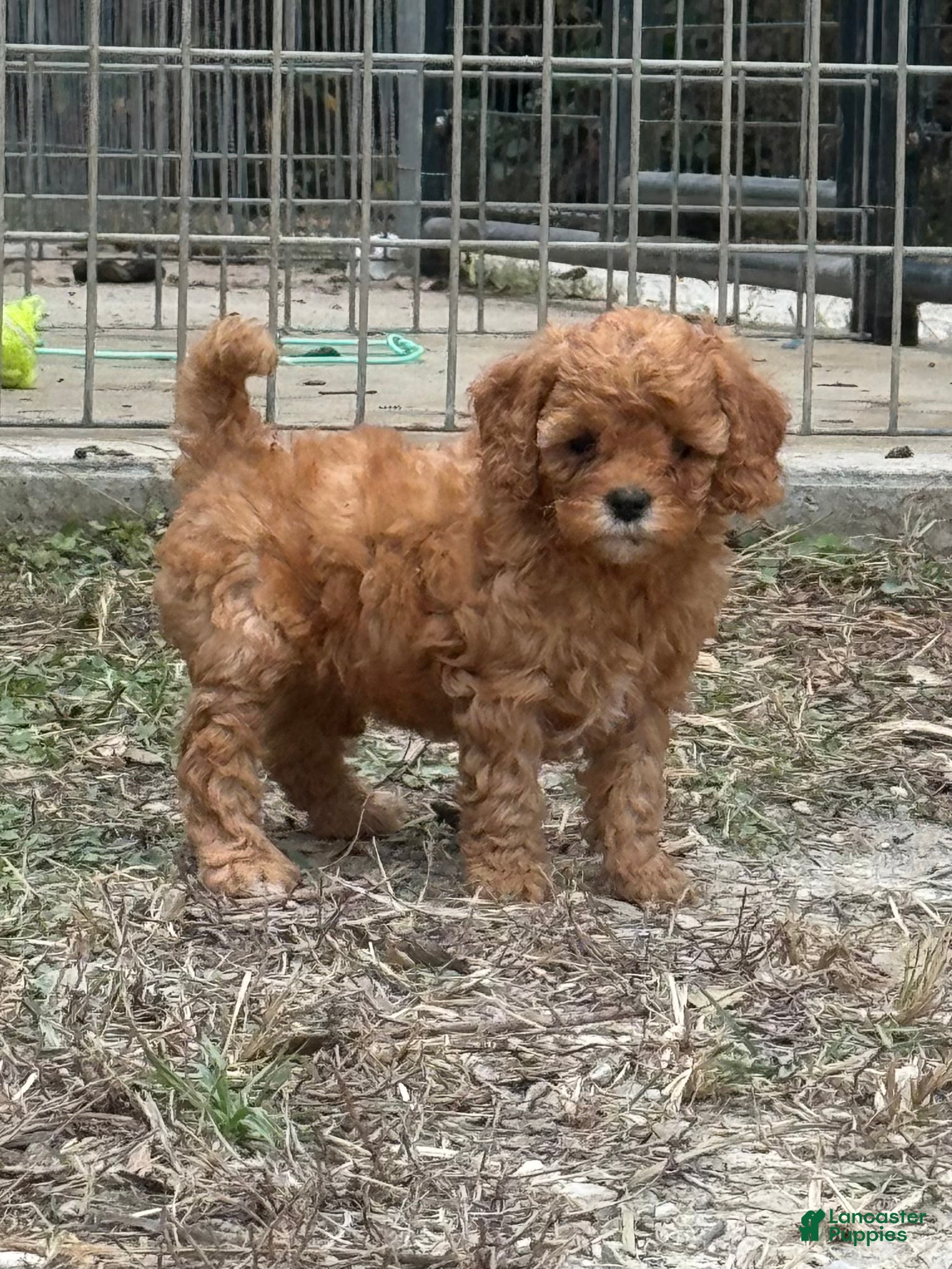 Cavapoo dogs for sale: Gem - Ad 18