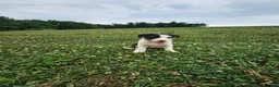 Border Collie dogs for sale: Julia  - Ad 3