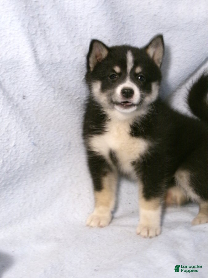 Pomsky dogs Patsy - Ad 2