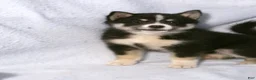 Pomsky dogs for sale: Patsy - Ad 2