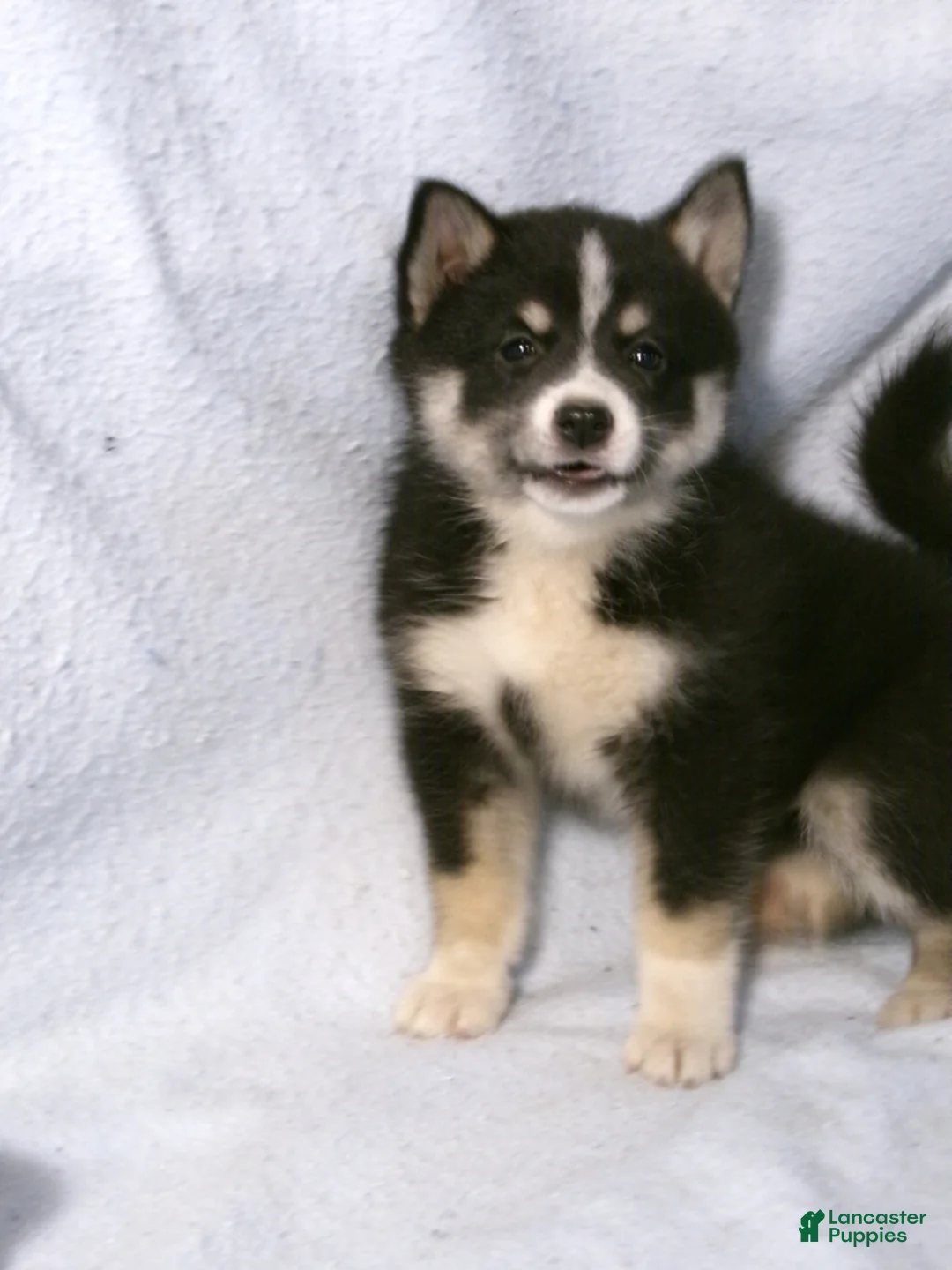 Pomsky dogs for sale: Patsy - Ad 2