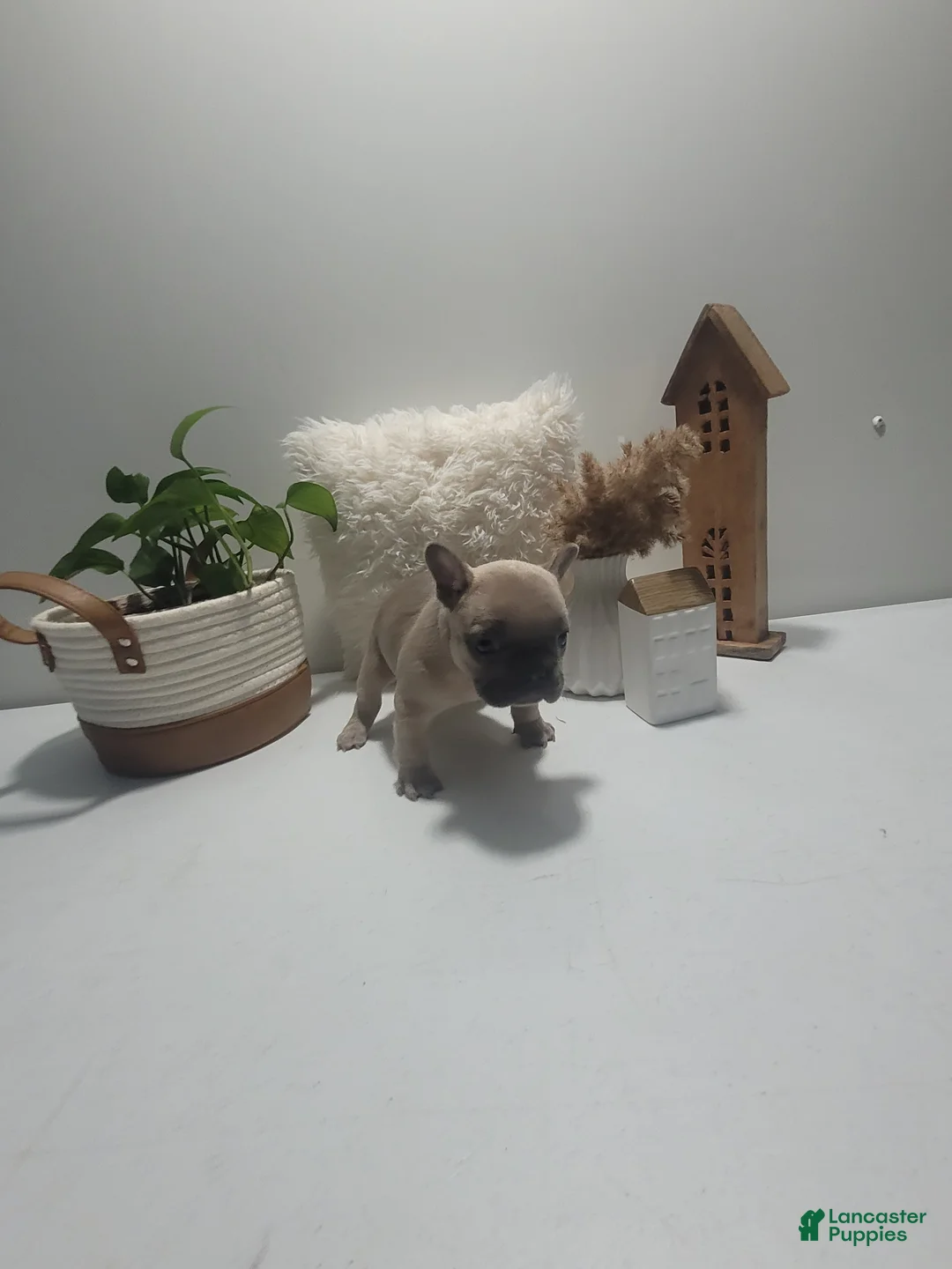 French Bulldog dogs for sale: French Bulldog Puppy 1 - Ad 1