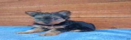 Yorkshire Terrier dogs for sale: Luna - Ad 3