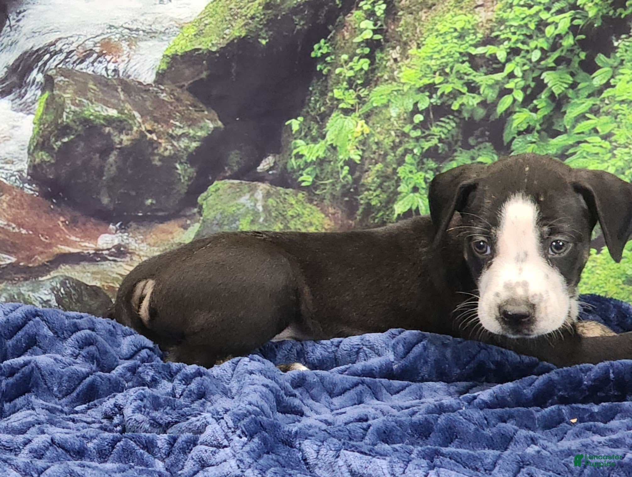 Catahoula Leopard Dog dogs Luna 2025 Male 1 - Ad 3