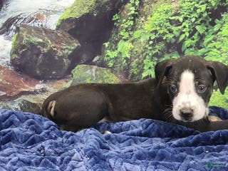 Catahoula Leopard Dog dogs Luna 2025 Male 1 - Ad 2