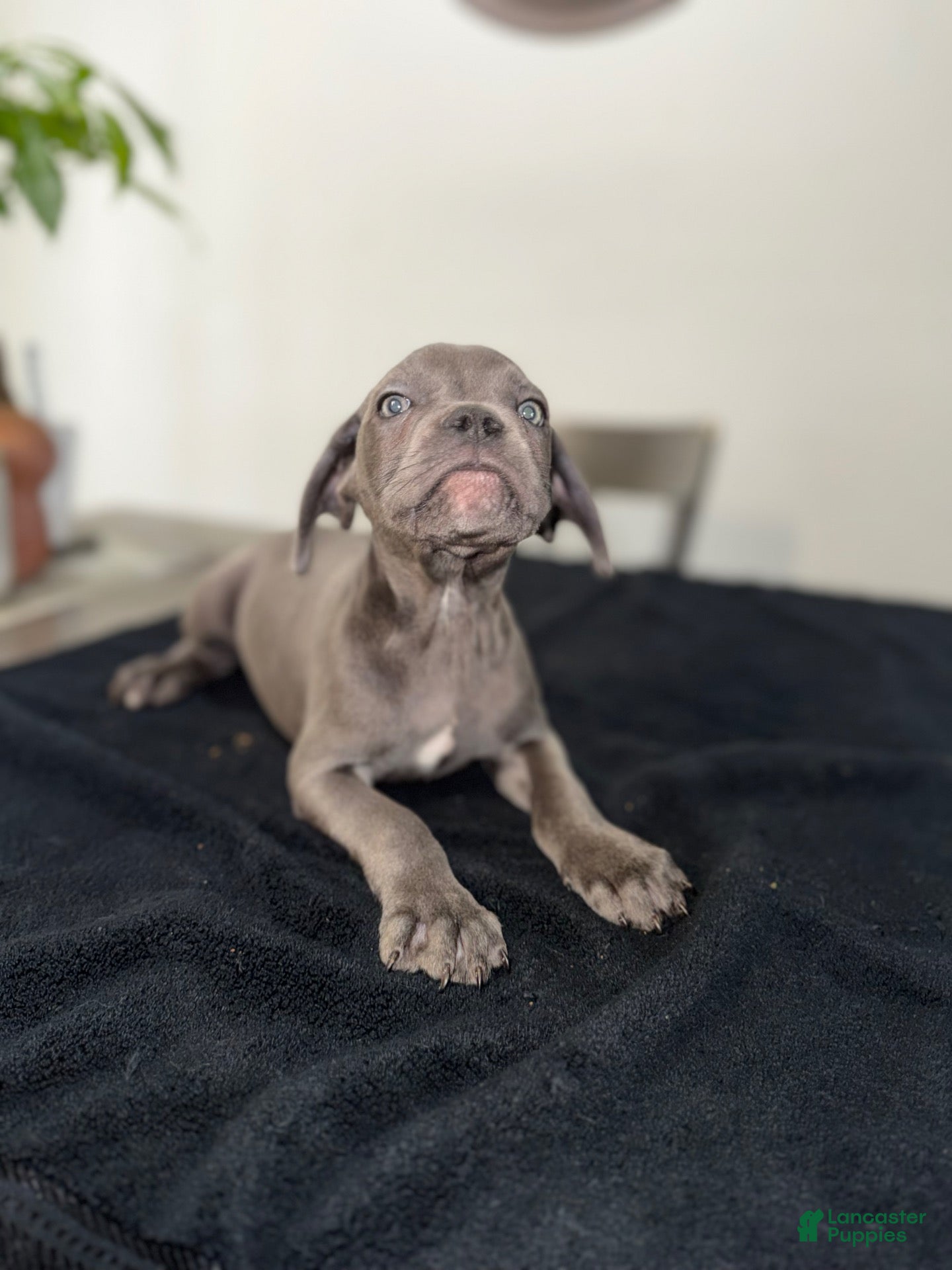 Mixed breed