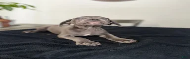 Grey 1