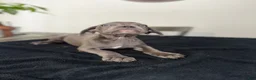Mixed Breed dogs for sale: Grey 1 - Ad 1