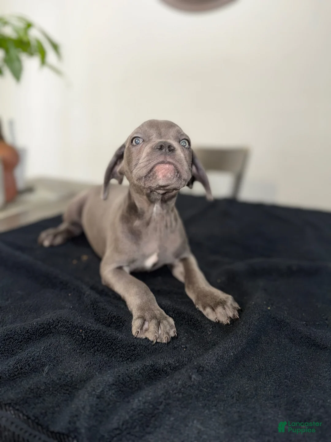 Mixed Breed dogs for sale: Grey 1 - Ad 1