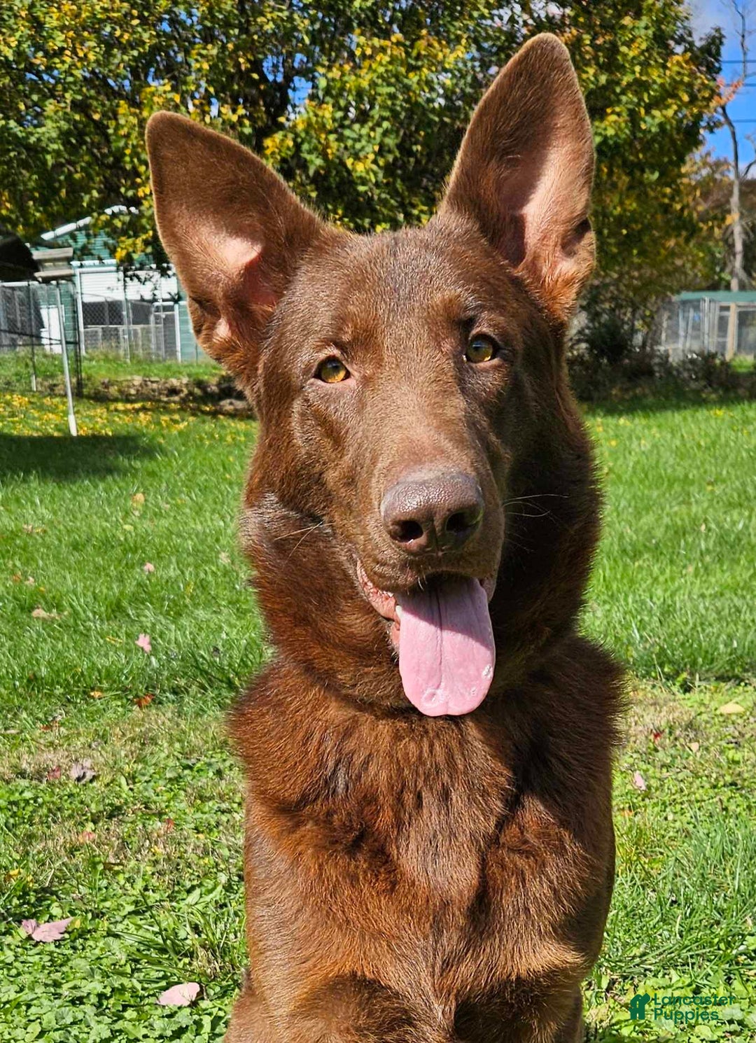 Shepherd Dogs Liver Colored German Shepherd Puppies For Sale Sable