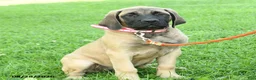 English Mastiff dogs for sale: Lily - Ad 3