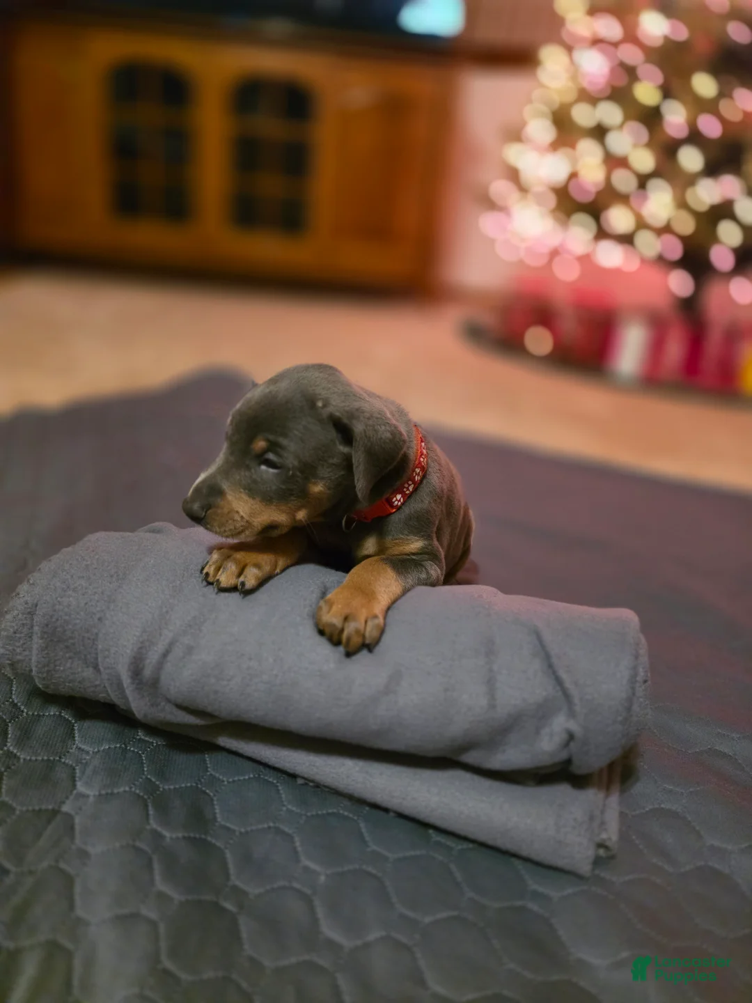 Doberman Pinscher dogs for sale: Doberman Pinscher Puppy Hunter - Ad 7