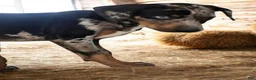 Catahoula Leopard Dog dogs for sale: Jesse 2026 F4 - Ad 5