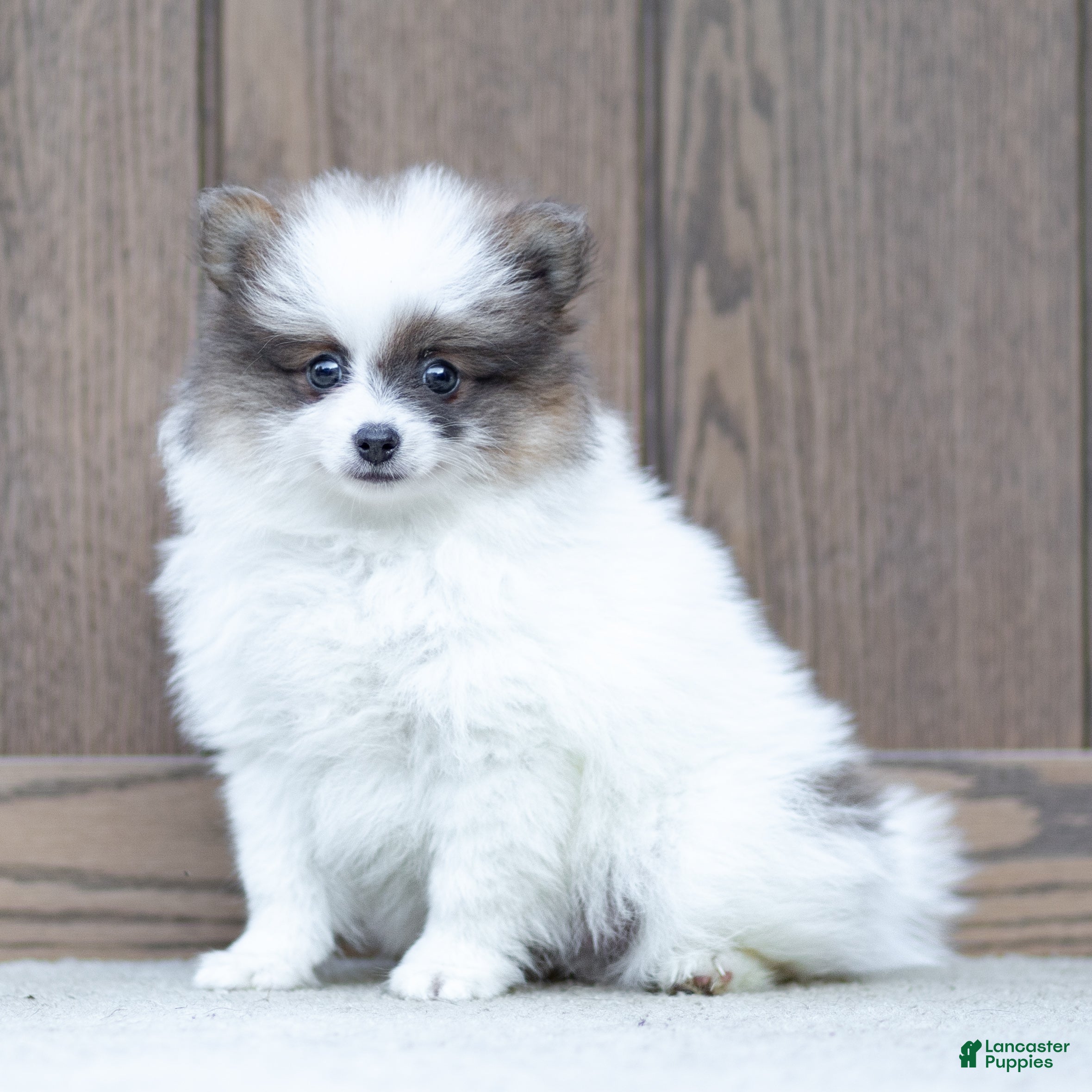 Pomeranian dogs Baxter - Ad 1
