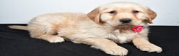 Golden Retriever dogs for sale: Jewel - Ad 5