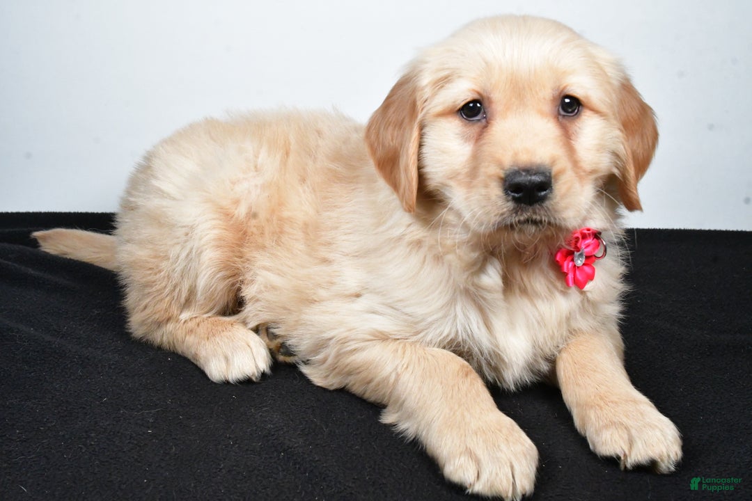Golden Retriever dogs for sale: Jewel - Ad 5
