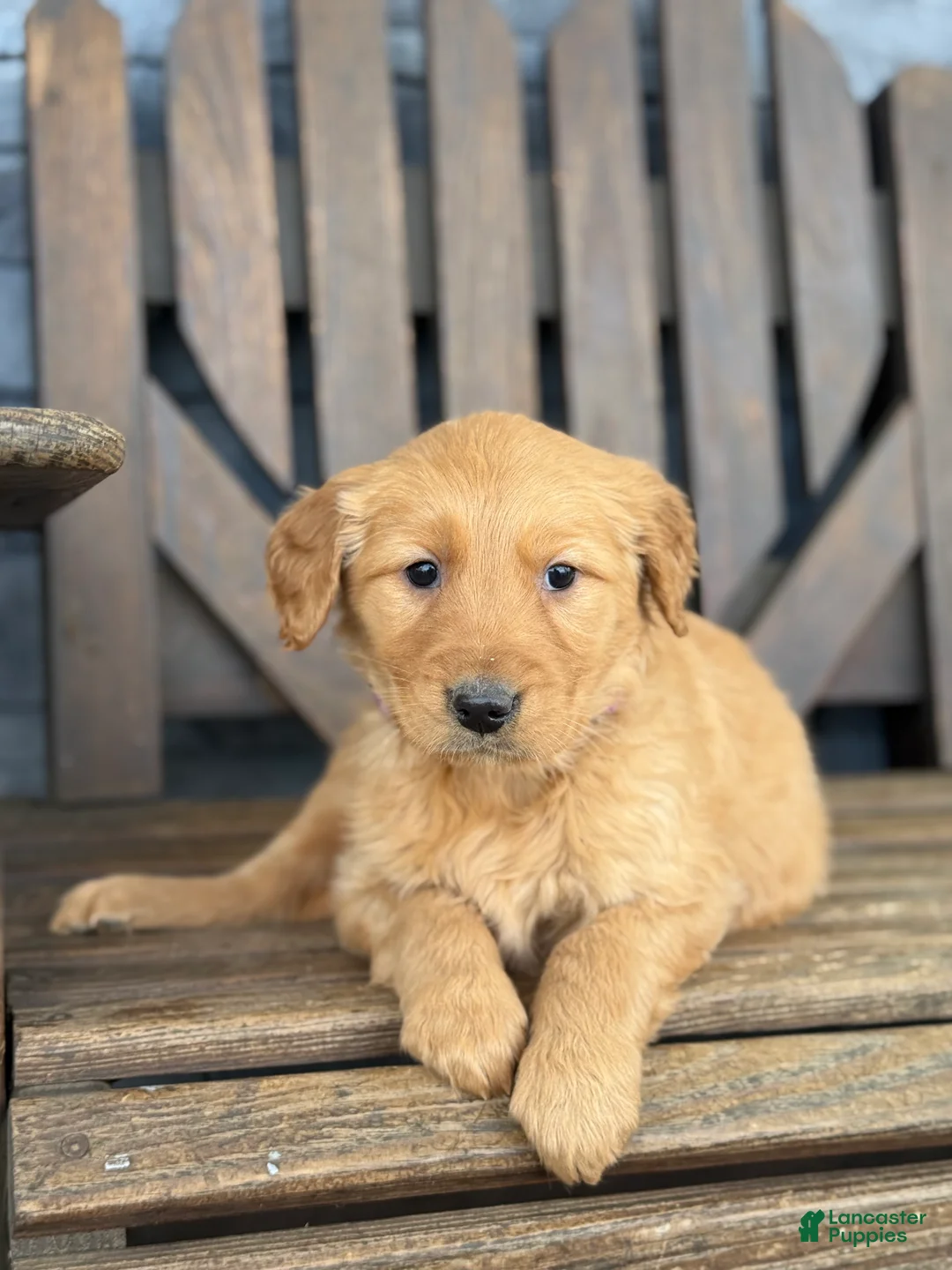 Golden Retriever dogs for sale: Daisy - Ad 5