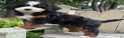 Mini Bernedoodle dogs for sale: 💙IN BOSTON MASSACHUSETTS AREA💙TRADITIONAL TRI COLOR💙MINI BERNEDOODLE BOY💙 - Ad 5