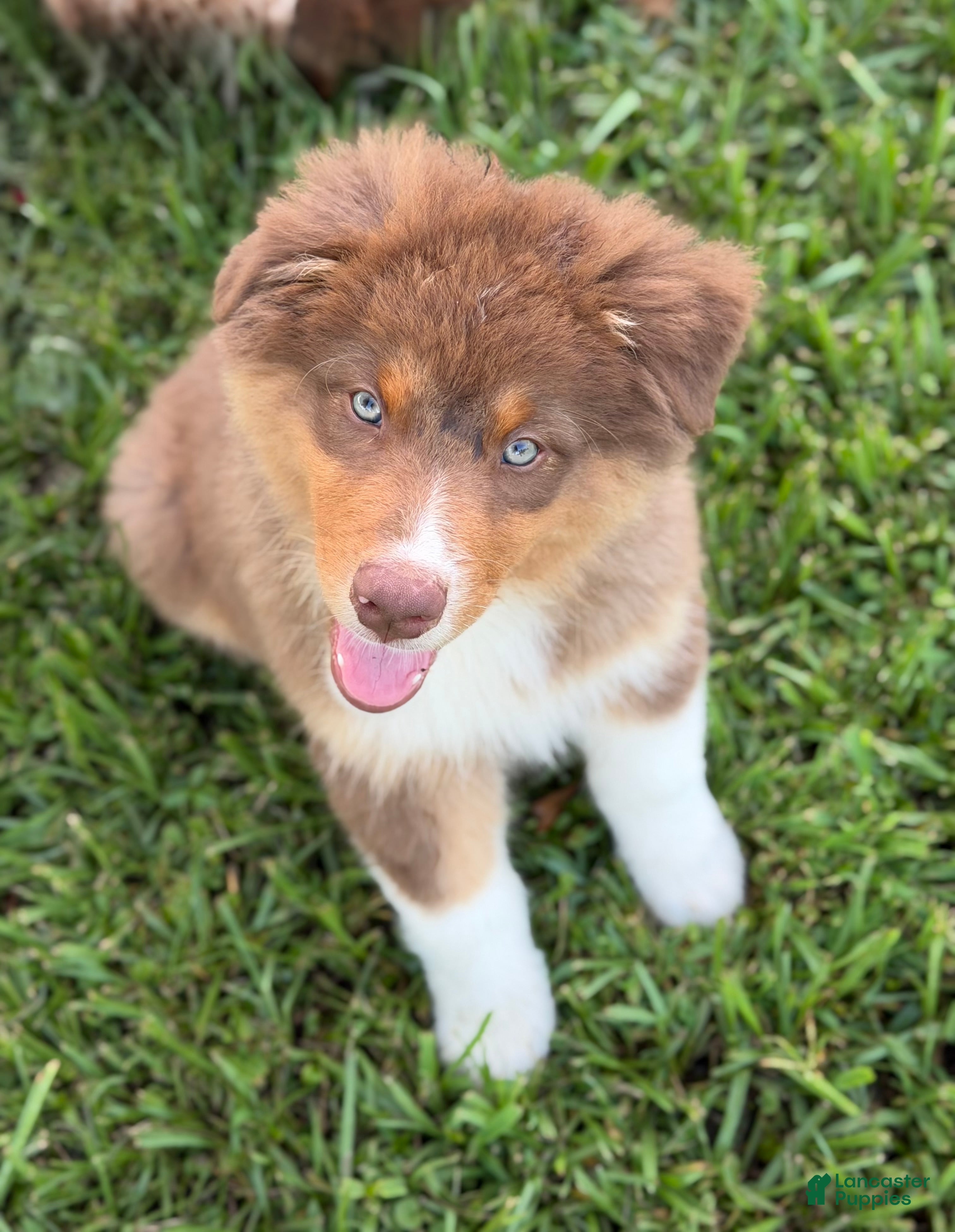 Australian Shepherd dogs AKC 4 Russell - Ad 2
