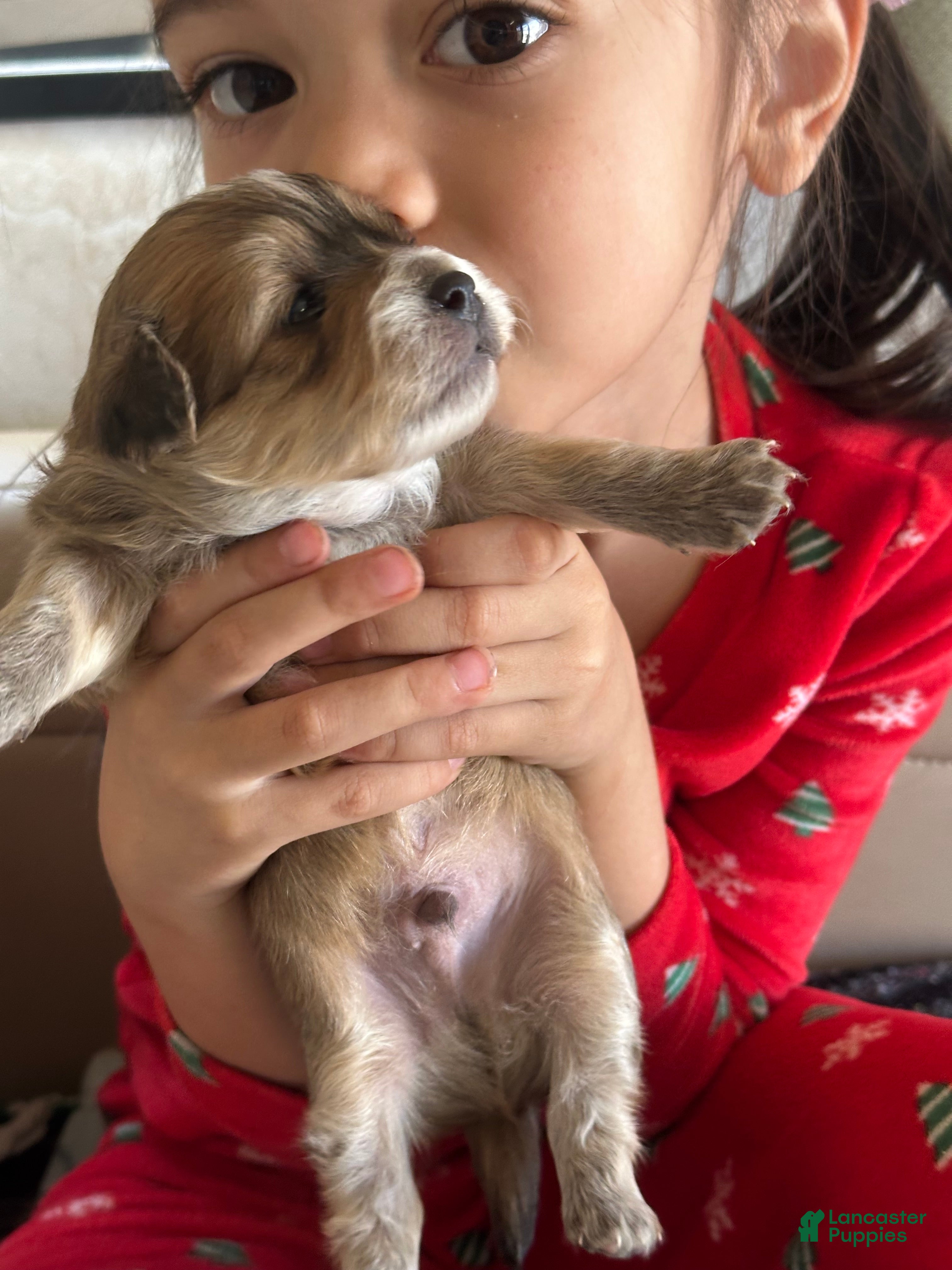 Mixed Breed dogs Mixed Breed Puppy 2 - Ad 2