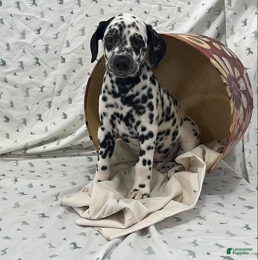 Dalmatian dogs Darla - Ad 1