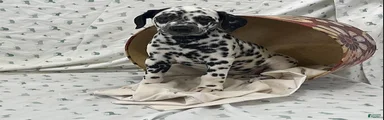 Darla