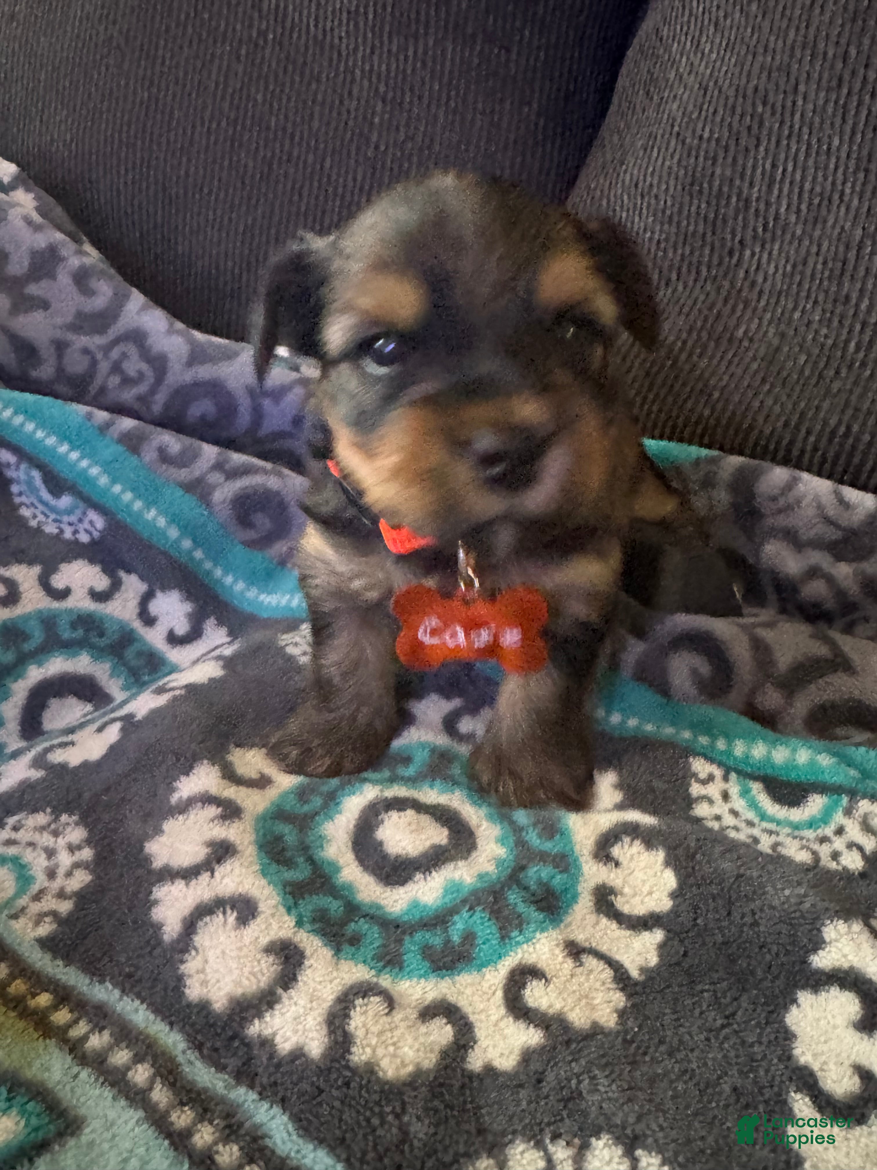 Yorkshire Terrier dogs Prince orange collar - Ad 2