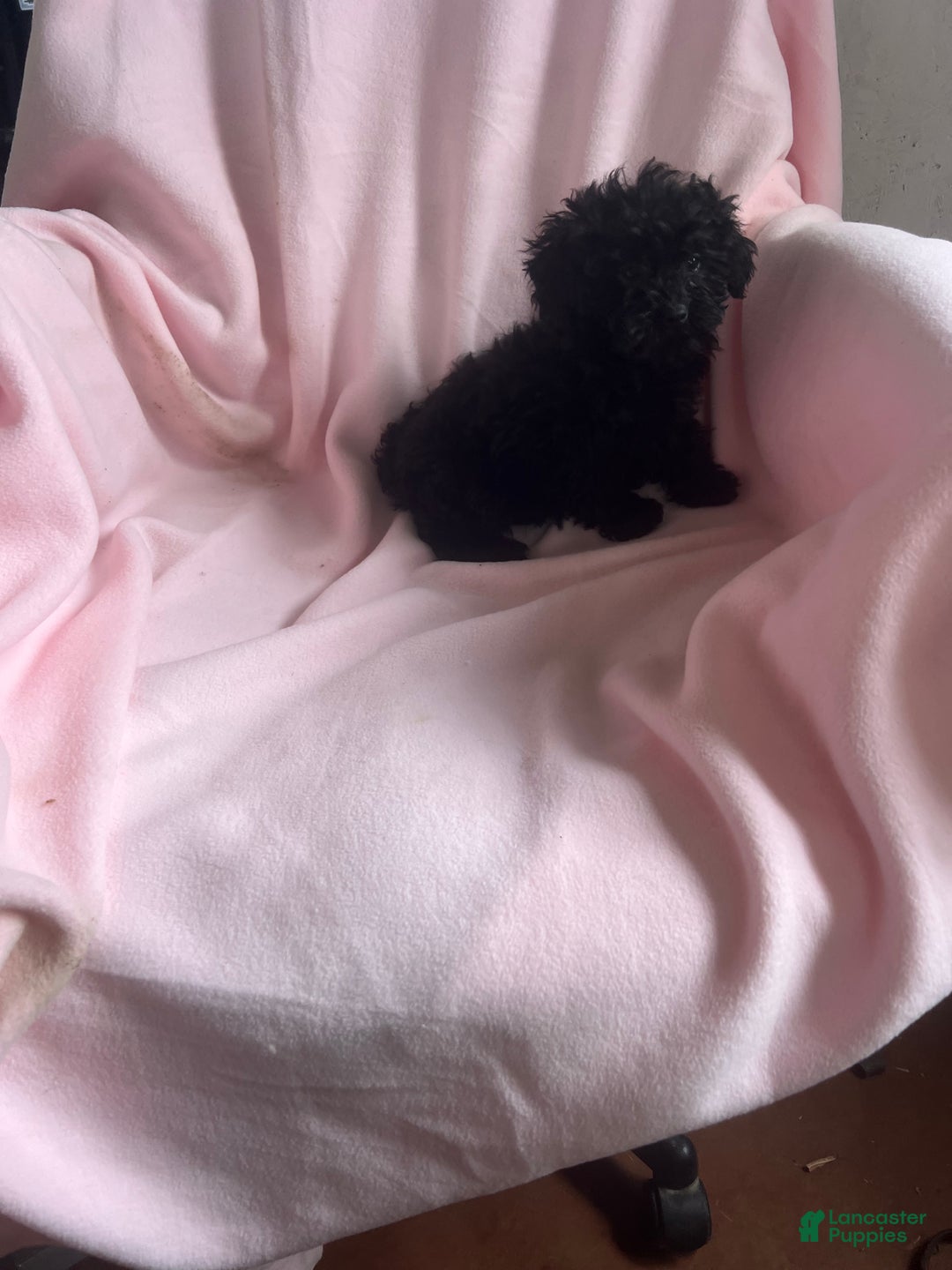 Yorkshire Terrier dogs for sale: Sally Sue - Ad 6