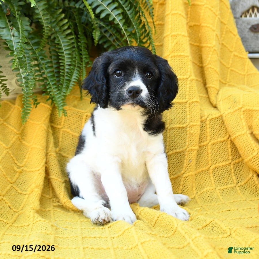 Cavachon dogs Ivy - Ad 2