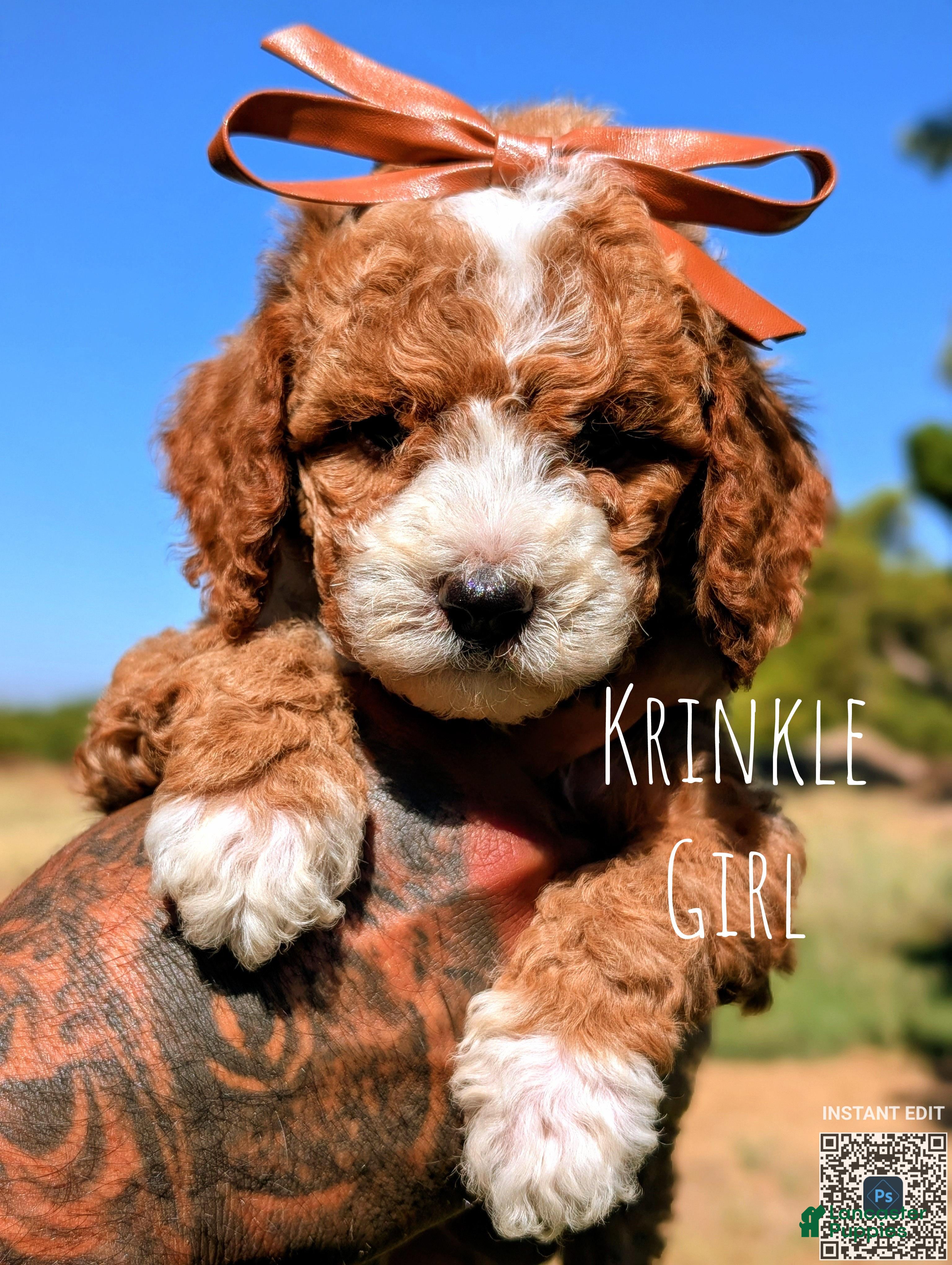 Cavapoo dogs KRINKLE  - Ad 1
