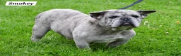 Frenchton dogs for sale: Abby - Ad 8