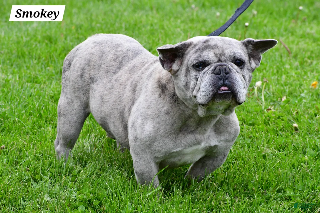 Frenchton dogs for sale: Abby - Ad 8