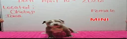 American Bully dogs for sale: American Bully Puppy 12 - Ad 4