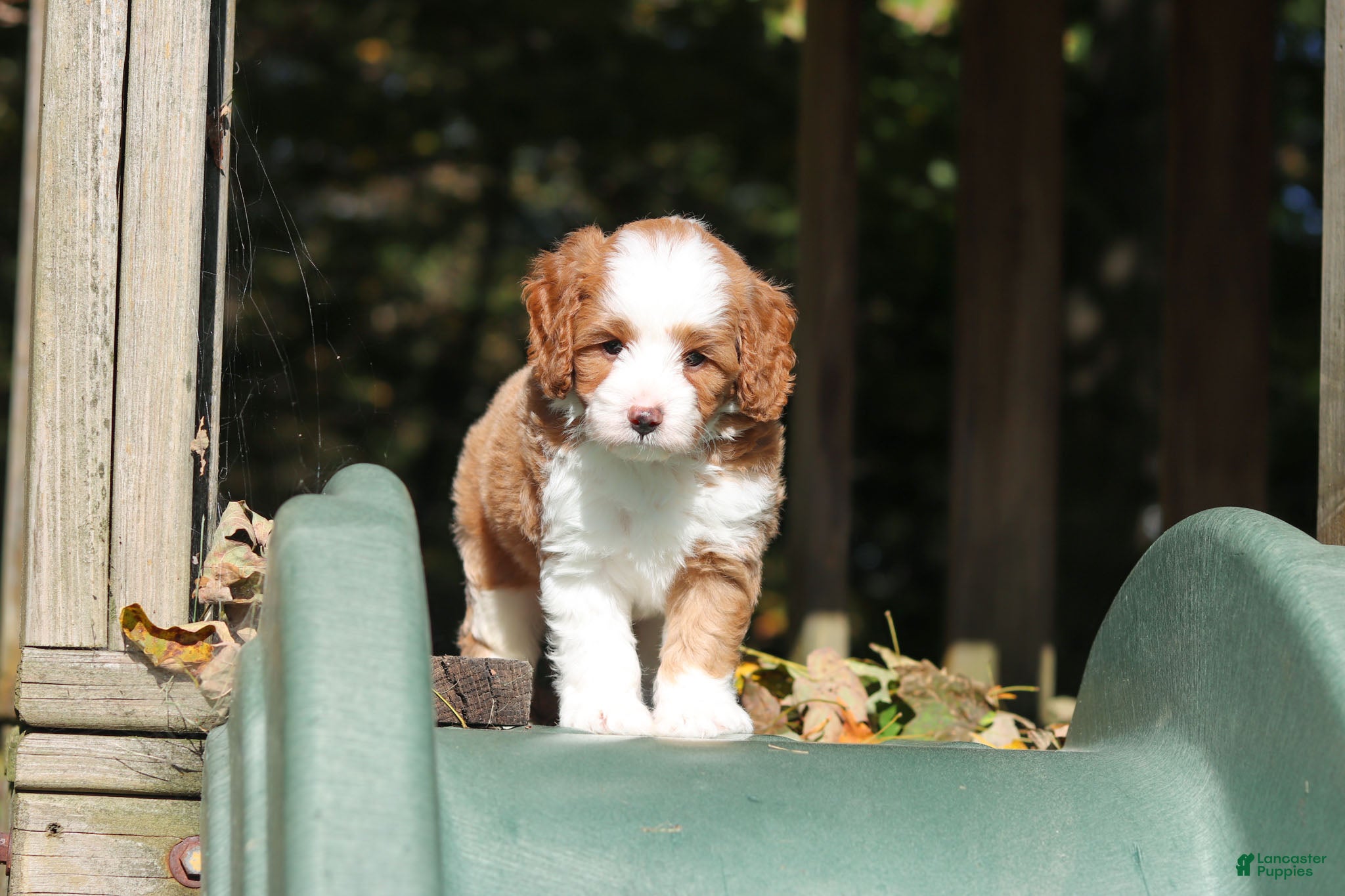 Cavapoo dogs Beckham - Ad 2
