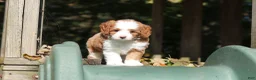 Cavapoo dogs for sale: Beckham - Ad 2
