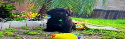Maltipoo dogs for sale: Baby Yoda - Ad 3