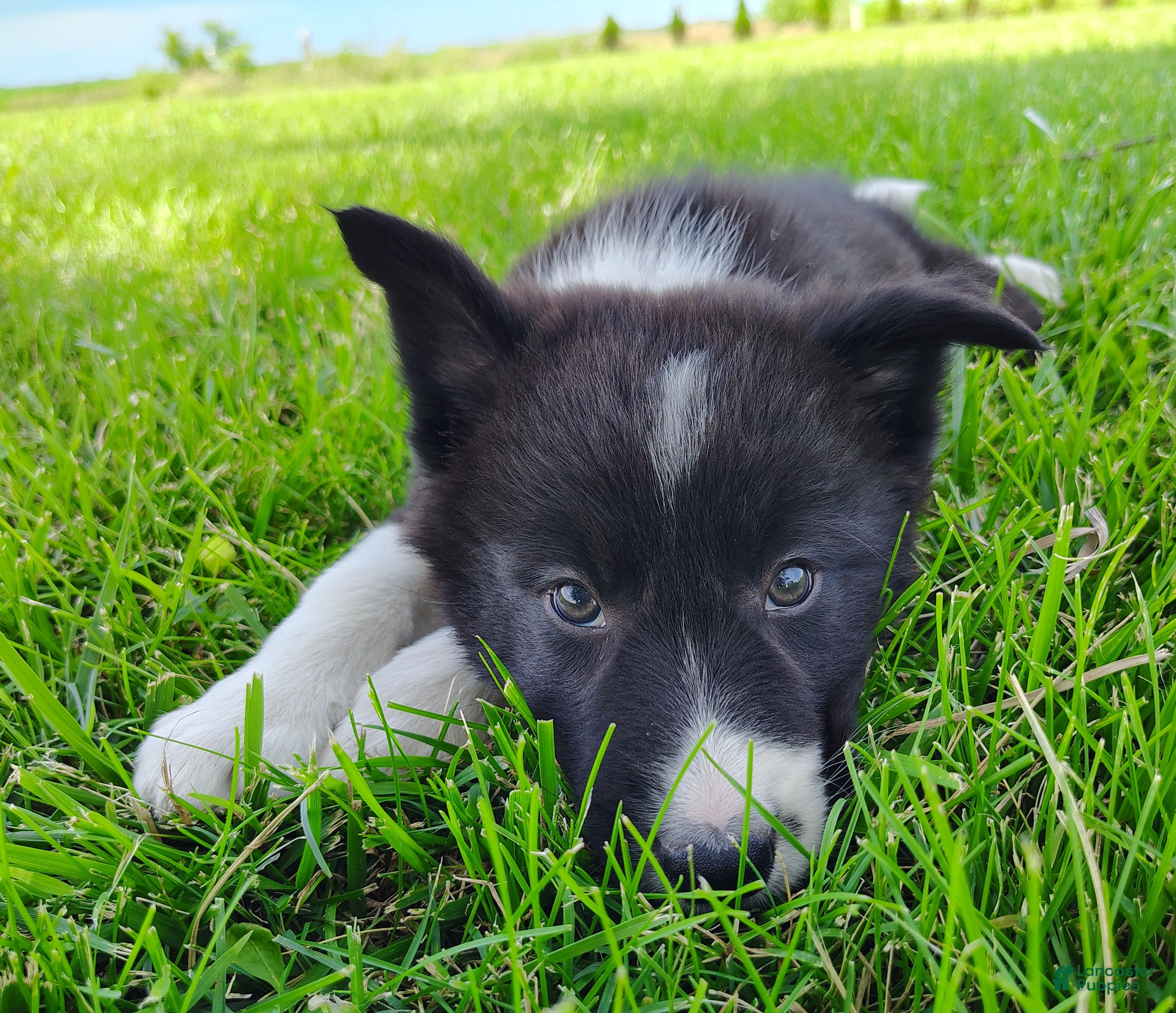 Border Collie dogs Giligan  - Ad 2