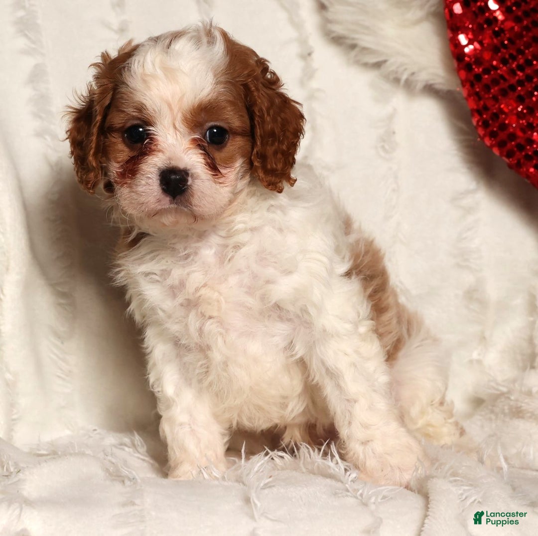 Cavapoo dogs for sale: Charles - Ad 2