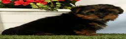 Yorkshire Terrier dogs for sale: Lily - Ad 3