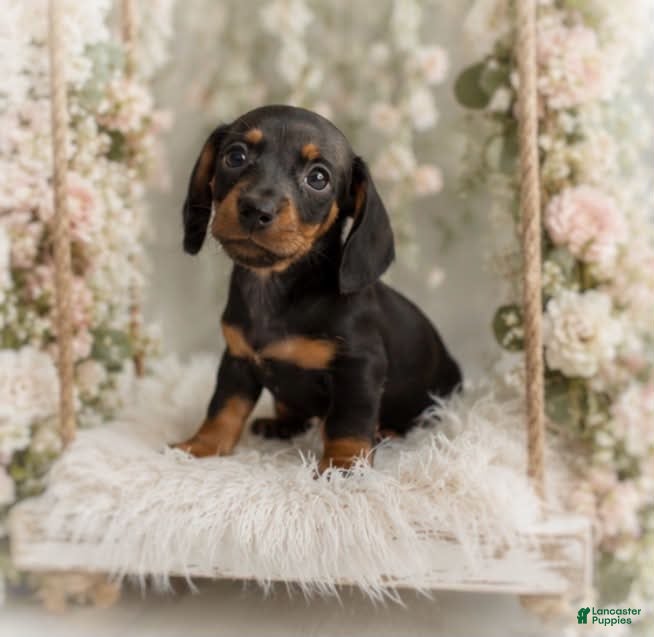 Miniature Dachshund dogs Lorenzo   1.10lbs on 6/30 - Ad 1