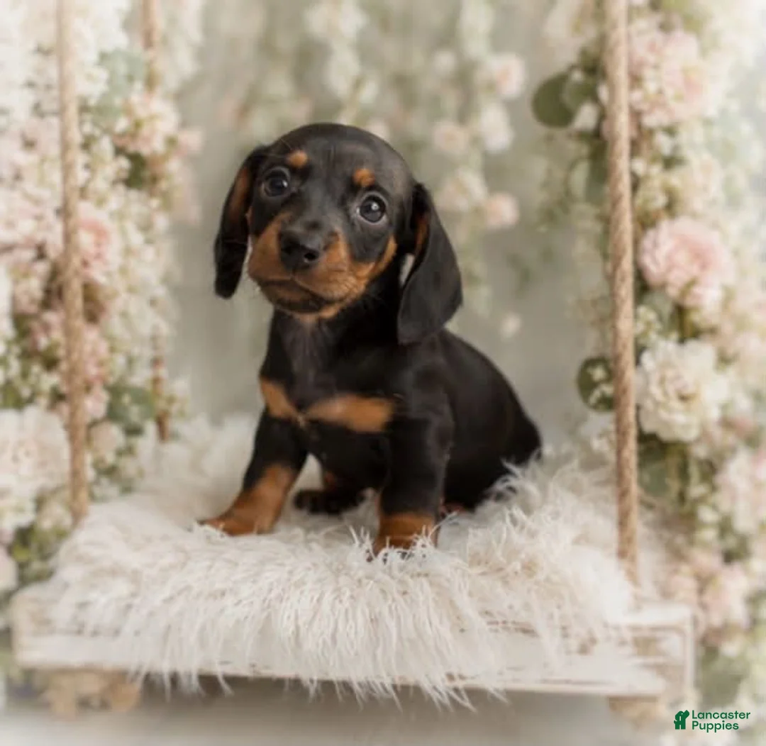 Miniature Dachshund dogs for sale: Lorenzo   1.10lbs on 6/30 - Ad 1