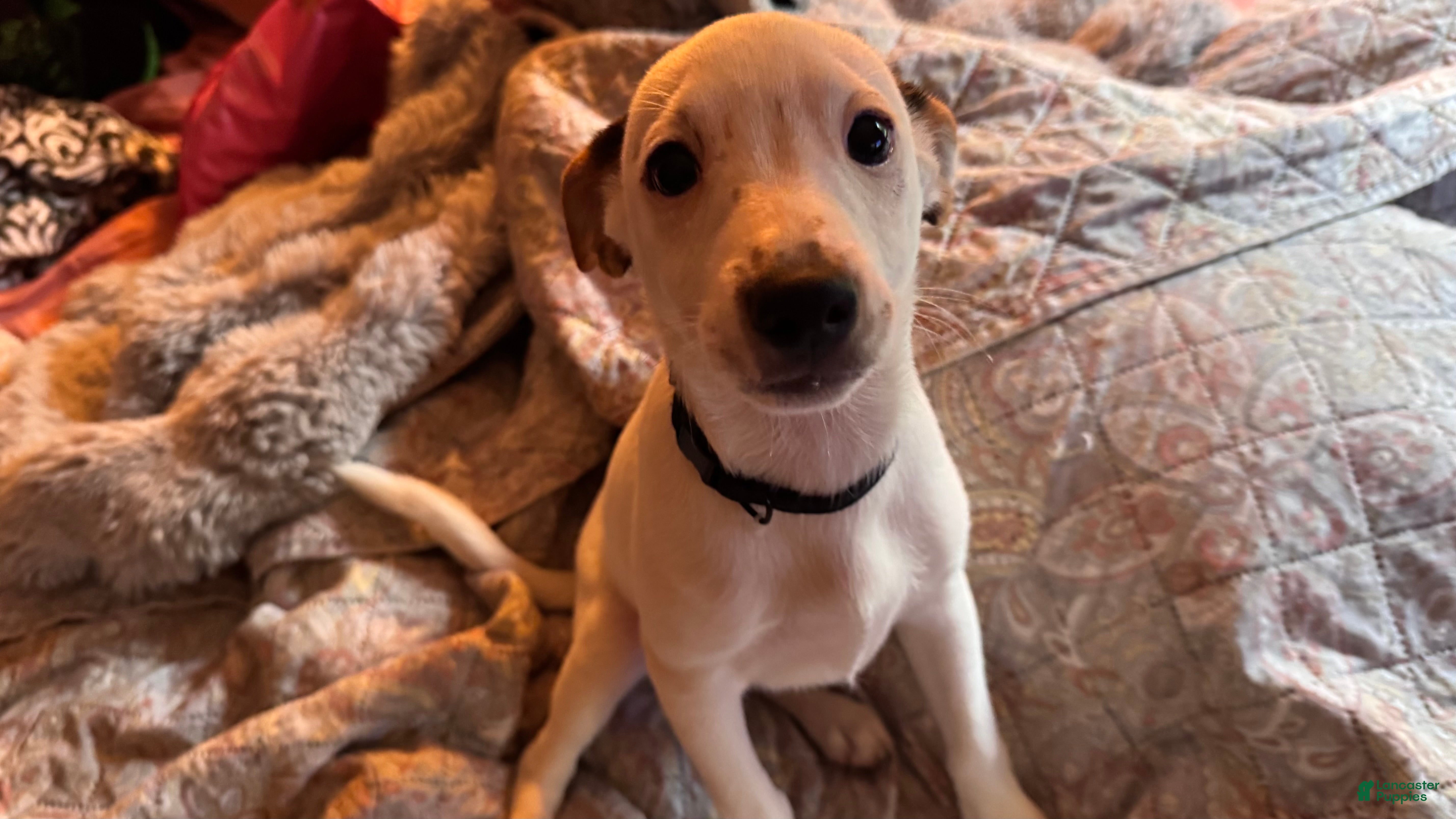 Jack Russell Terrier dogs Jack - Ad 15