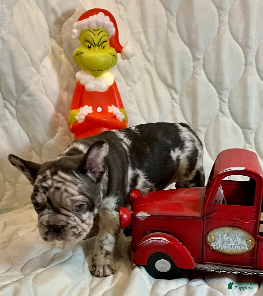 French Bulldog dogs for sale: Arrow - Ad 5