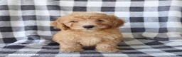 Miniature Poodle dogs for sale: Rascal - Ad 1